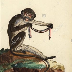 Meet your Posher, Penelope